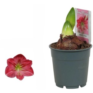 Amaryllis Rosa Topf-Ø ca. 12 cm Hippeastrum
