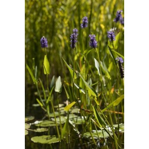 Blühendes Hechtkraut (Pontederia Cordata) mit blau-violetten Blüten im 9x9 cm Topf.