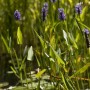 Blühendes Hechtkraut (Pontederia Cordata) mit blau-violetten Blüten im 9x9 cm Topf.