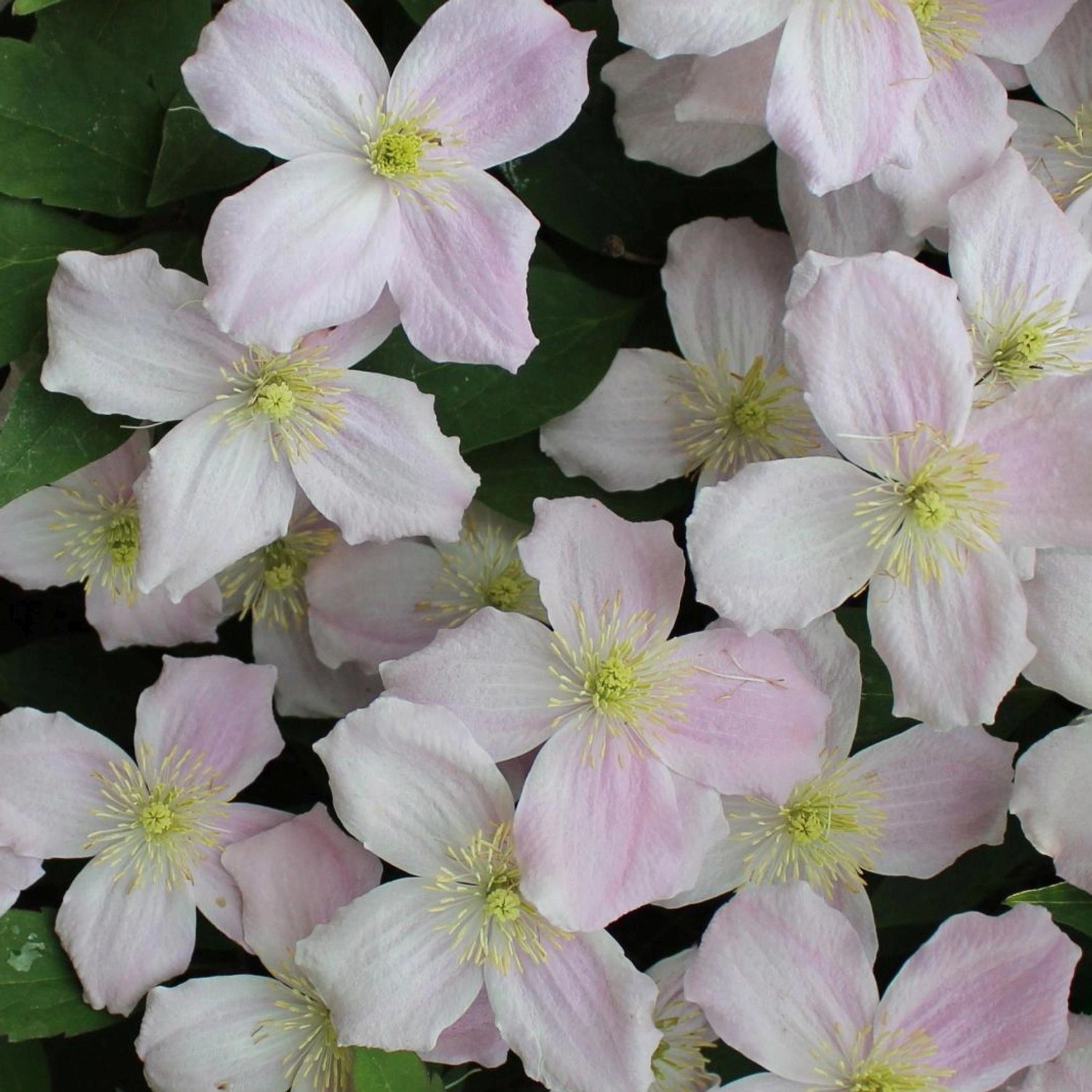 Waldrebe Mayleen Rosa Höhe ca. 40 - 60 cm Topf-Ø ca. 17 cm Clematis montana günstig online kaufen