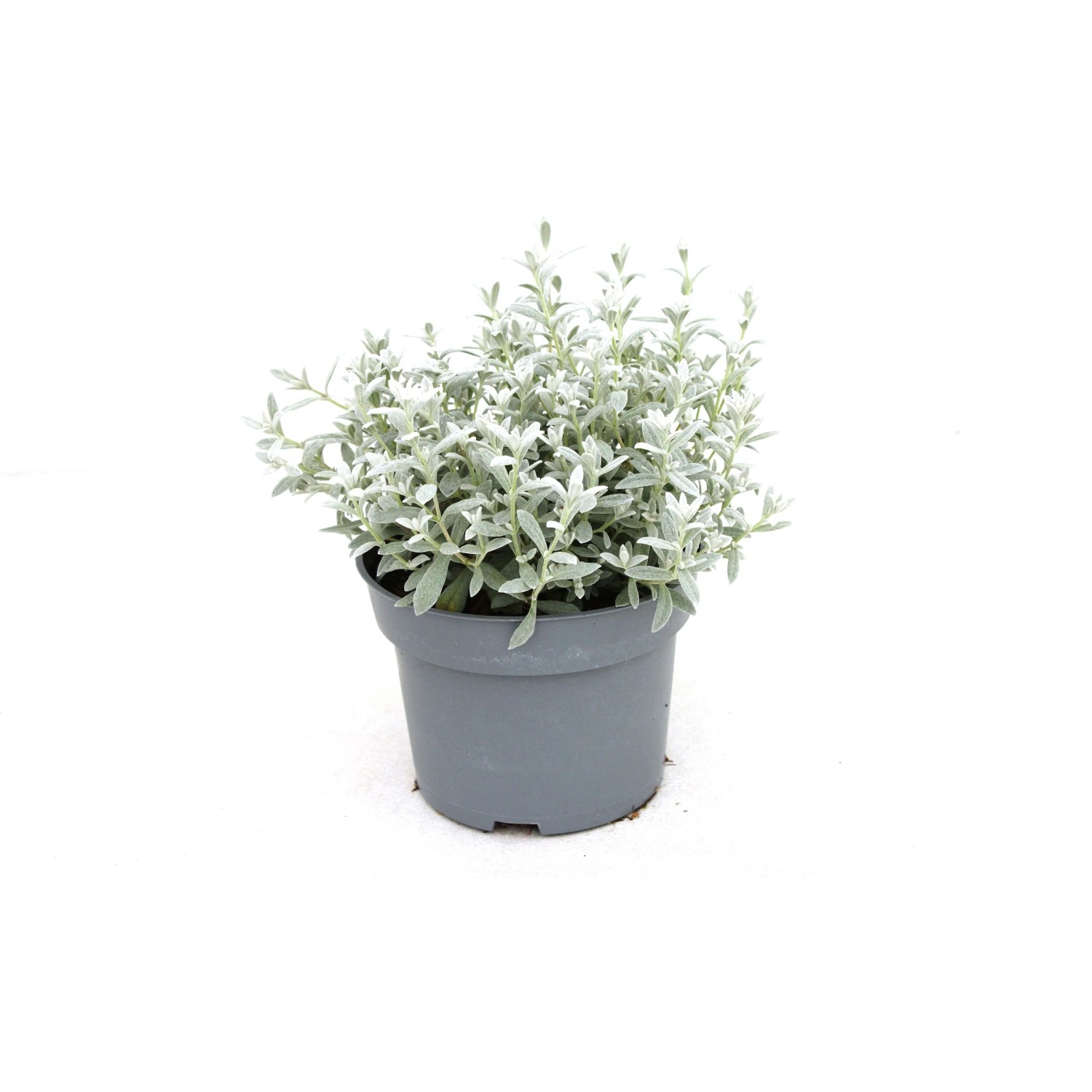 GROW BY OBI Hornkraut Cerastium tom.