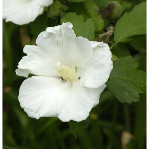 Nahaufnahme einer weißen Blüte des Garteneibisch Flower Tower. Strauch mit weißen Blüten.