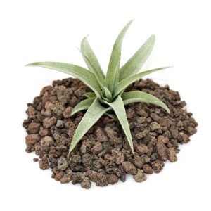 Tillandsia Capitata Exotenherz, lose Pflanze auf Lavasteinen, Nahaufnahme.