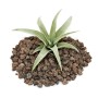 Tillandsia Capitata Exotenherz, lose Pflanze auf Lavasteinen, Nahaufnahme.
