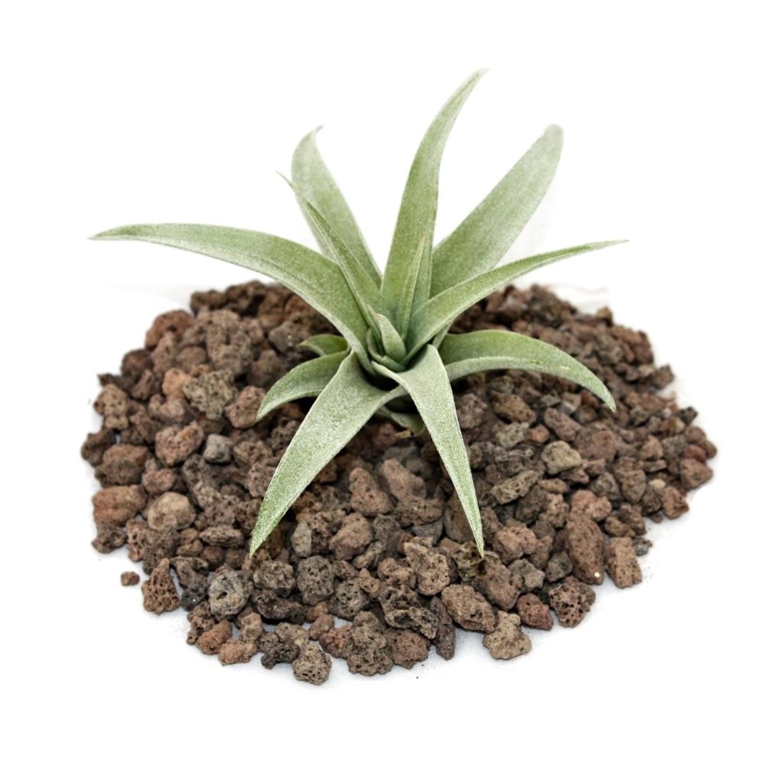 Exotenherz Tillandsia Capitata Lose Pflanze Klein kaufen bei OBI
