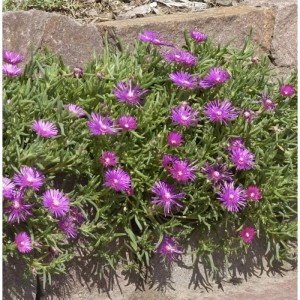 Bodendecker Mittagsblümchen cooperi mit pink-violetten Blüten im Garten.
