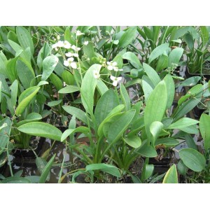 Grasblättriger Pfeilkraut (Sagittaria graminea) im 9x9 cm Topf mit grünen Blättern und weißen Blüten.