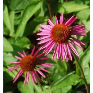Sonnenhut Pica Bella (Echinacea purpurea) mit pinkfarbenen Blüten im Garten.