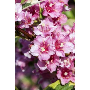 Nahaufnahme der rosa Blüten der Weigelie Florida Nana Variegata.