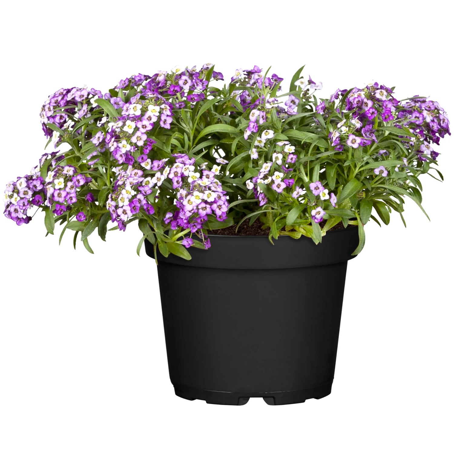 Steinkraut Tropika im Topf, violette und weiße Blüten, ca. 10-20 cm hoch.