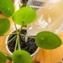 Anwendung von e-nema Nematoden gegen Trauermücken an einer Zimmerpflanze.