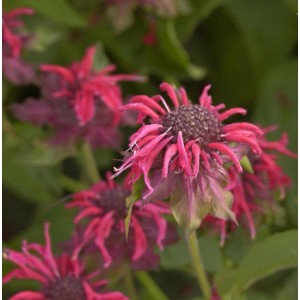 Nahaufnahme der roten Blüte der Indianernessel Adam (Monarda fistulosa).
