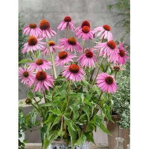 Roter Sonnenhut 'Leuchtstern' (Echinacea Purpurea) im 9x9 cm Topf mit purpurroten Blüten.