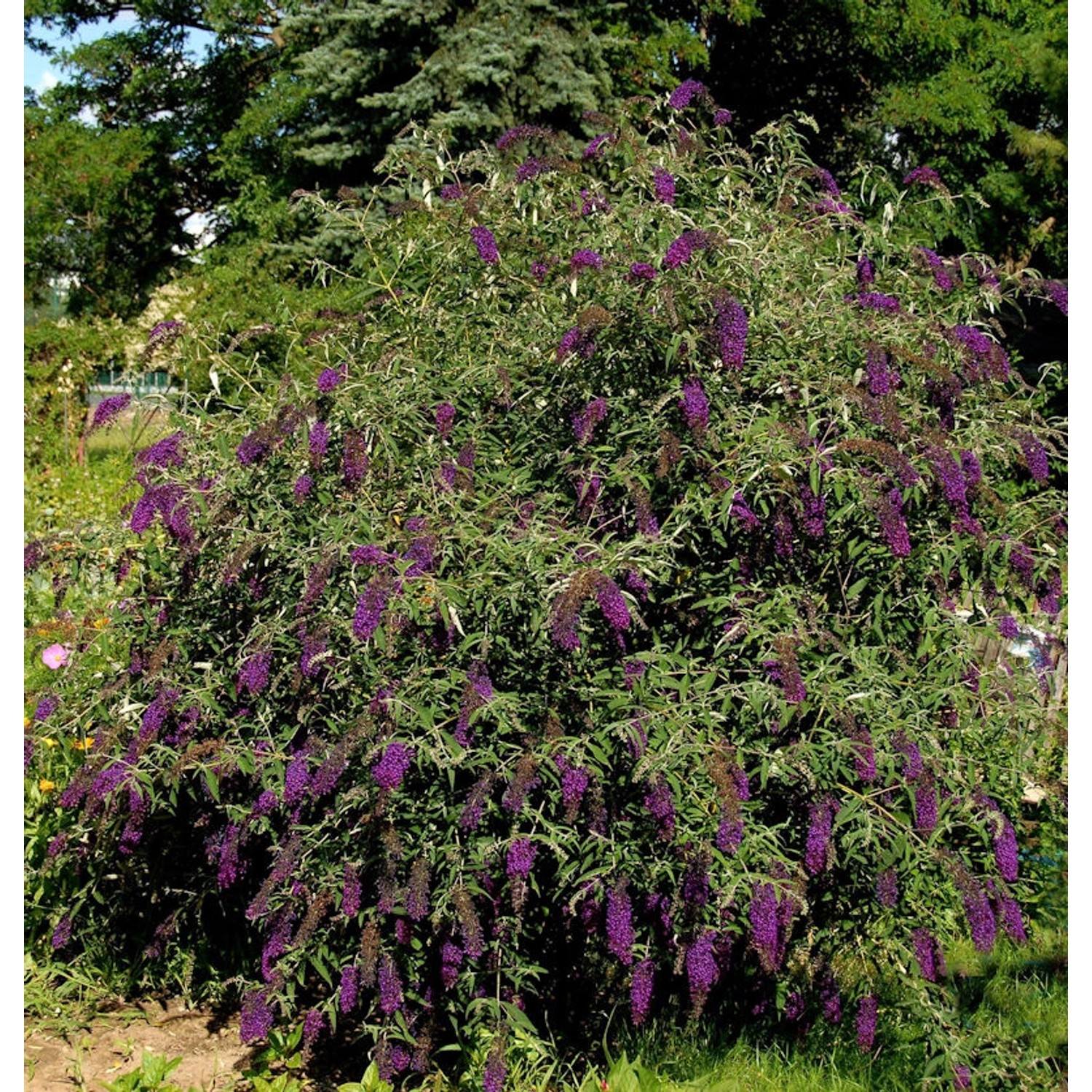 Sommerflieder Butterfly Tower 80-100cm - Buddleja günstig online kaufen