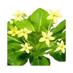 Hawaii Palme Brighamia Insignis mit gelben Blüten und grünen Blättern.