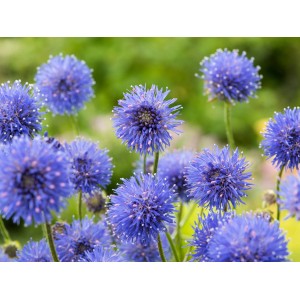 Blühendes, blaues Sandglöckchen (Jasione) im Topf, eine attraktive Staude für sonnige Standorte.