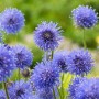Blühendes, blaues Sandglöckchen (Jasione) im Topf, eine attraktive Staude für sonnige Standorte.