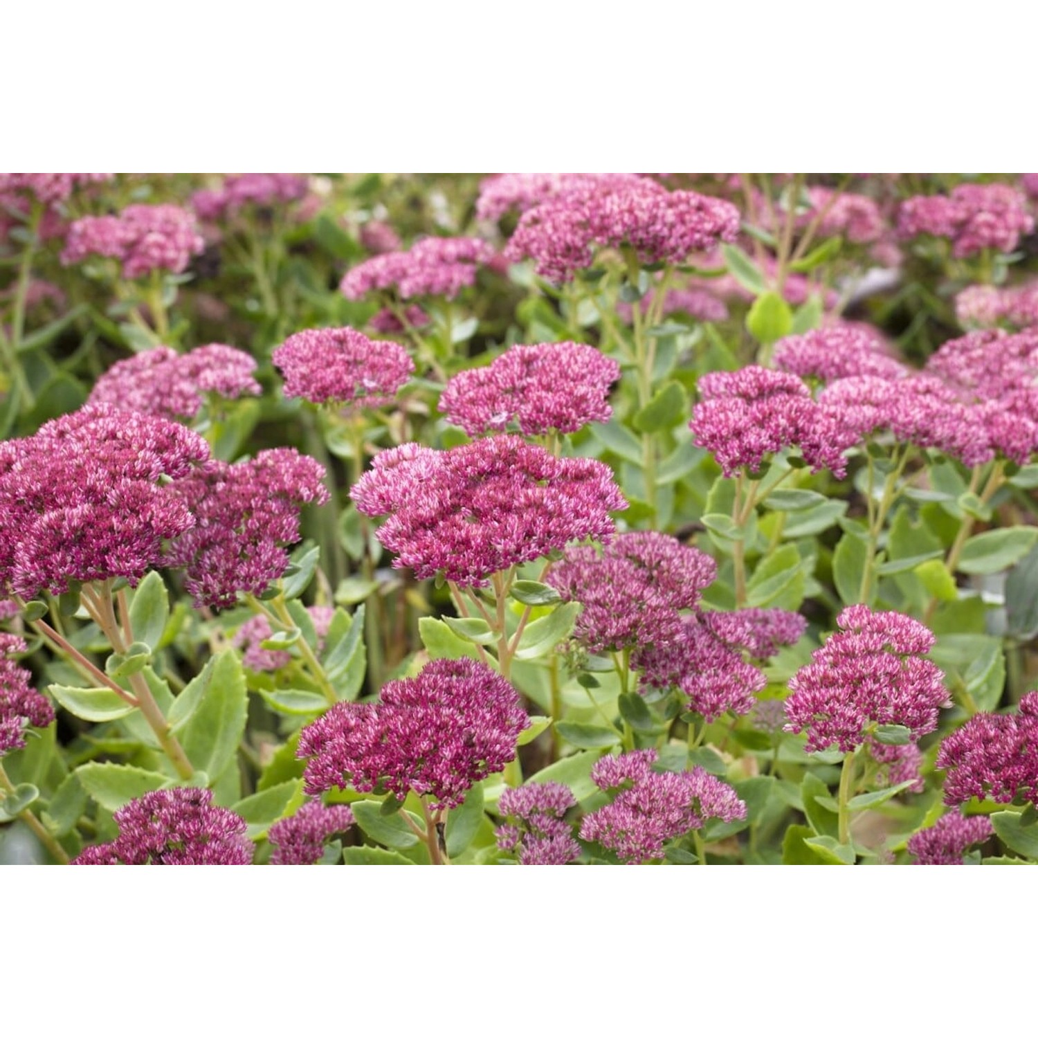 Sedum Telephium Herbstfreude Fetthenne Ca. 9x9 cm Topf günstig online kaufen