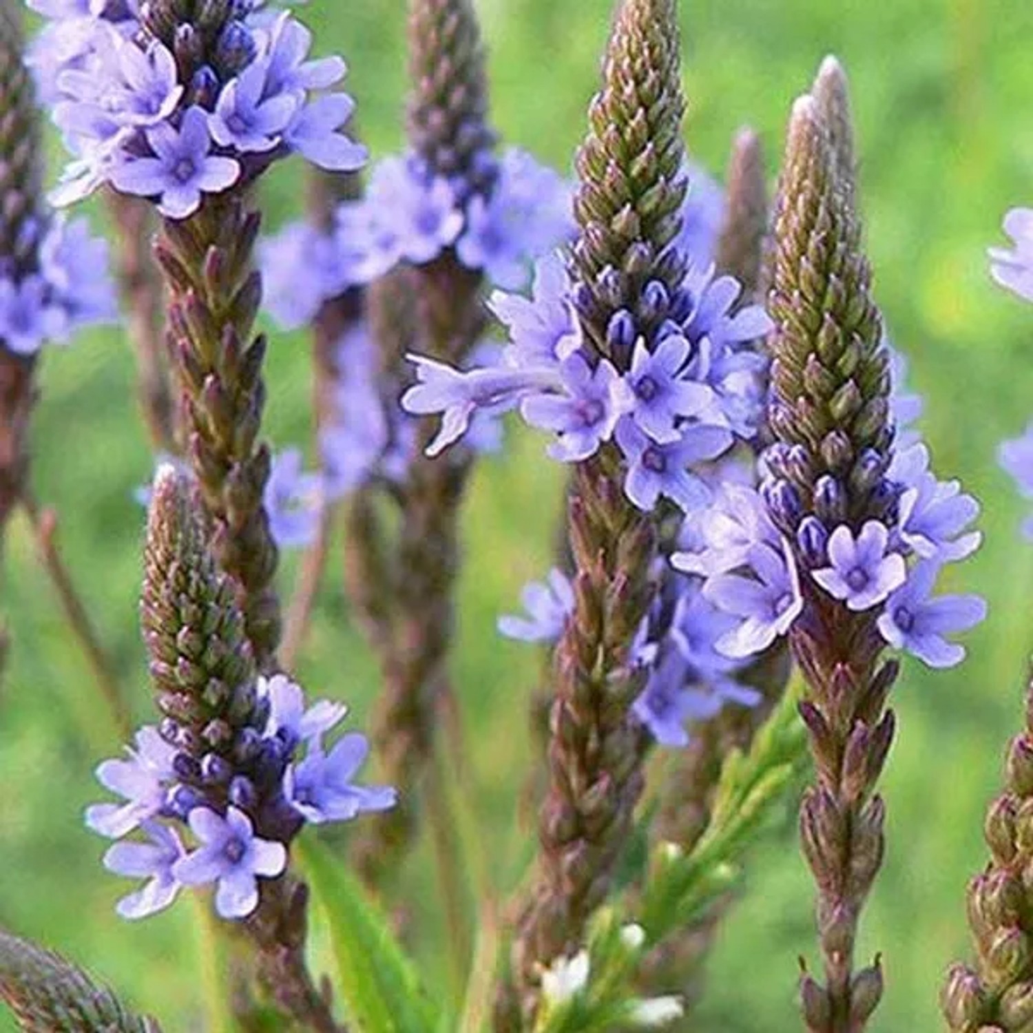 6 x Eisenkraut 'Blue Spires' Verbena hastata Topf 9cm Schmetterlingspflanze