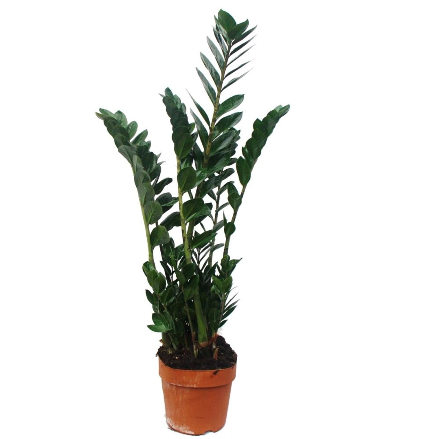 Exotenherz Zamioculcas Zamiifolia Glücksfeder 17cm Topf