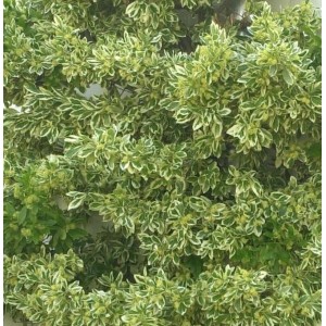 Gelbbunter Spindelstrauch Bravo, Euonymus japonicus, mit grün-gelben Blättern.