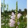 Nahaufnahme der Gelenkblume 'Summer Snow', einer weißen Staude mit grünen Stängeln.
