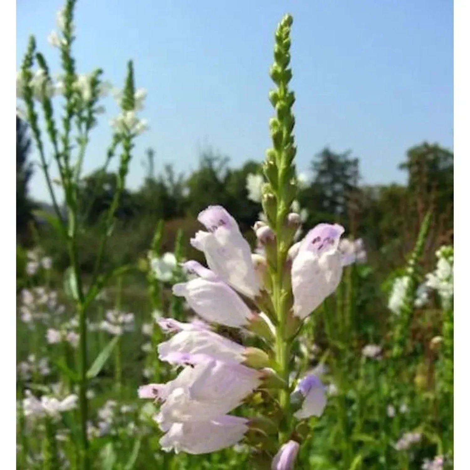 Nahaufnahme der Gelenkblume 'Summer Snow', einer weißen Staude mit grünen Stängeln.