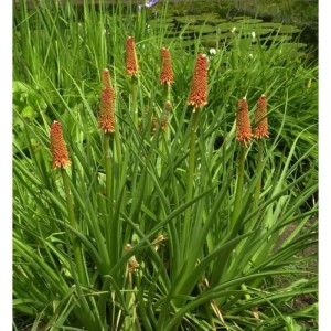 Grasartige Fackellilie St Gallen (Kniphofia galpinii) mit orangeroten Blütenständen im Garten.