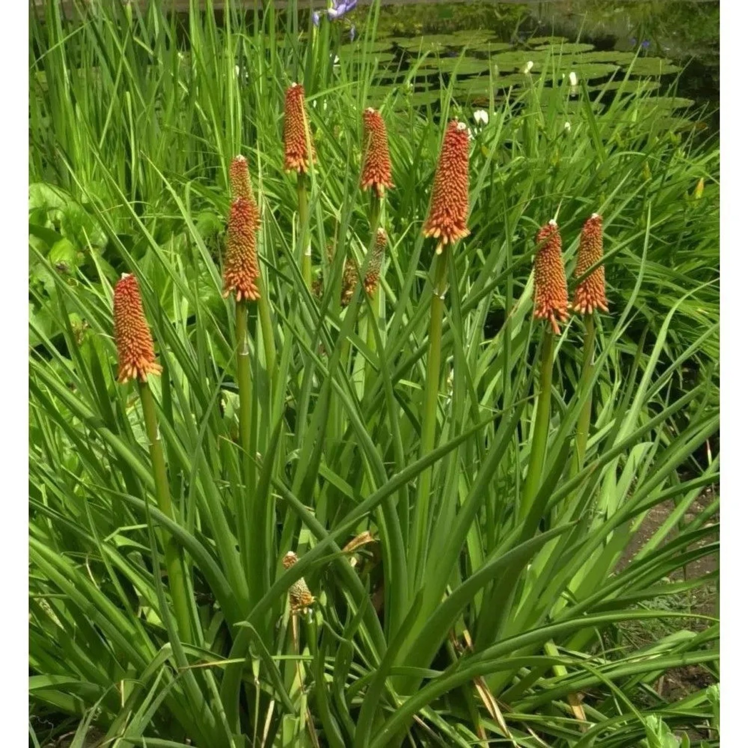 Grasartige Fackellilie St Gallen - Kniphofia galpinii