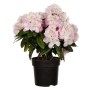 Alpenrose 'Gomer Waterer' im Topf: Rhododendron mit weißen Blüten und purpurfarbenem Rand.
