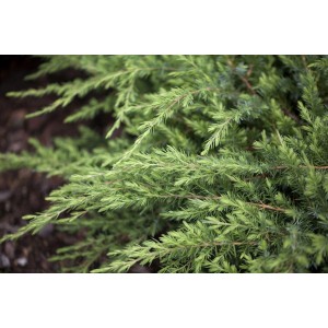 Detailaufnahme des Japanischen Kriechwacholders 'Schlager' mit blaugrünen Nadeln.