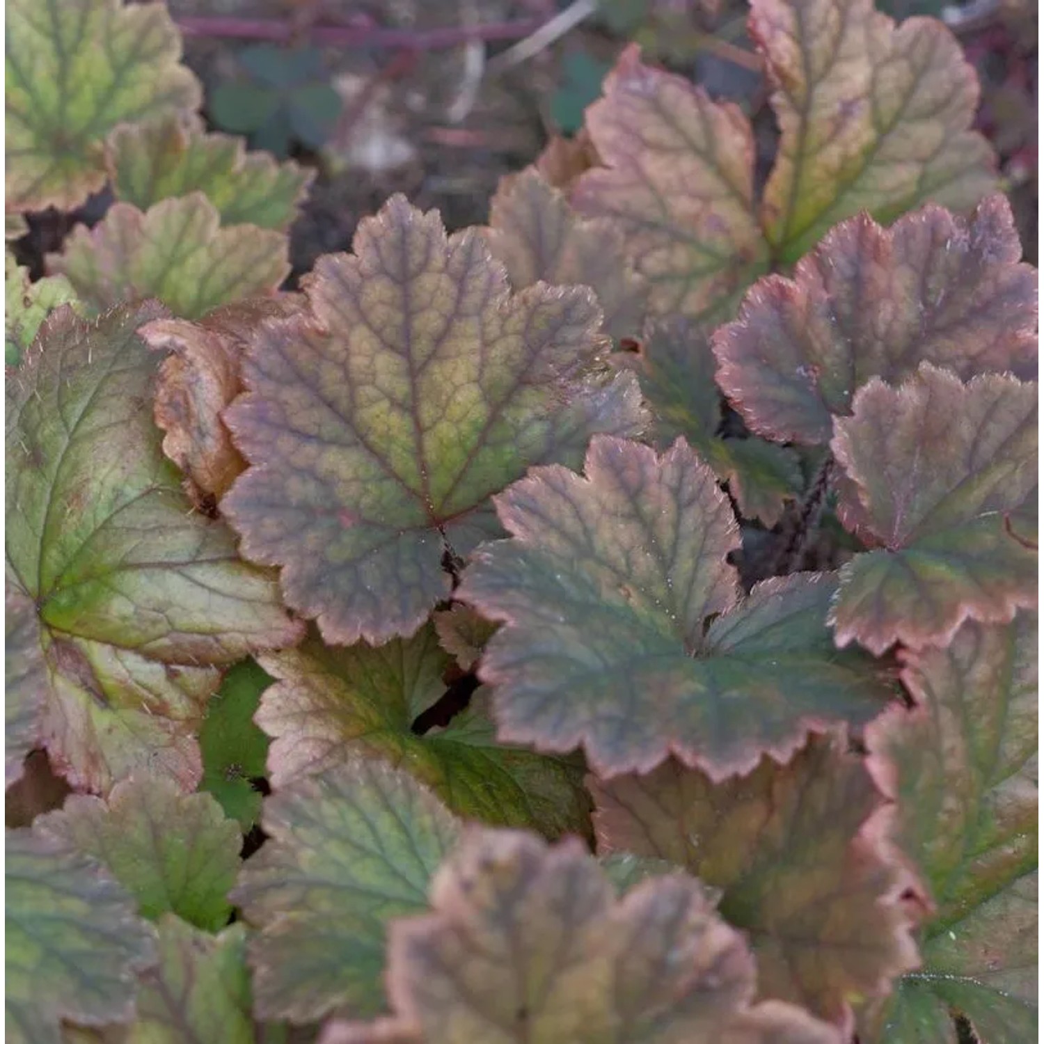 Purpurglöckchen Amethyst Myst - Heuchera micrantha