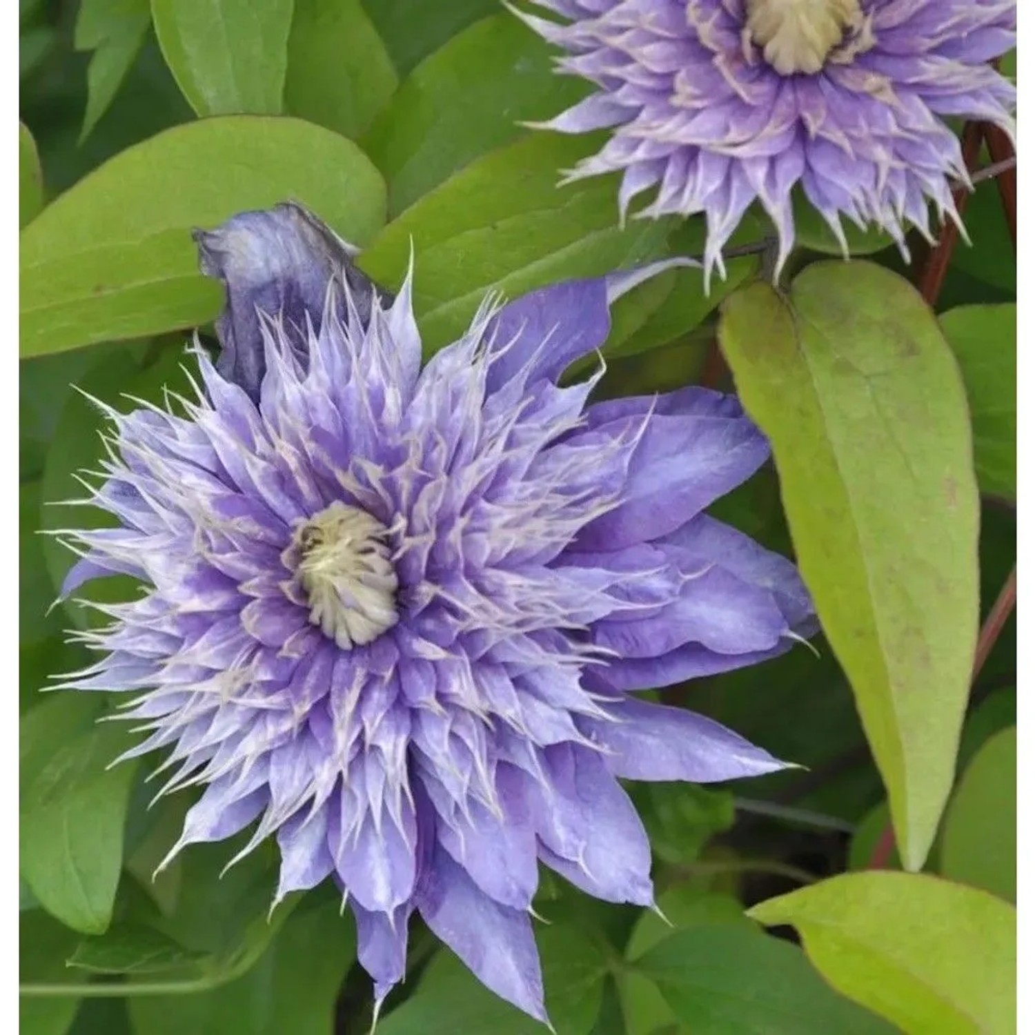 Waldrebe Kokonoe 60-80cm - Clematis viticella