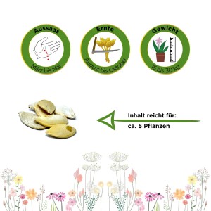 Samen des Kürbis 'Gelber Zentner' für ca. 8 Pflanzen. Aussaat, Ernte und Gewichtshinweise.