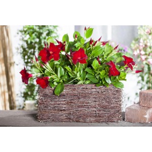 Dipladenie Rot im Topf: Blühende Kübelpflanze mit roten Blüten und grünen Blättern.