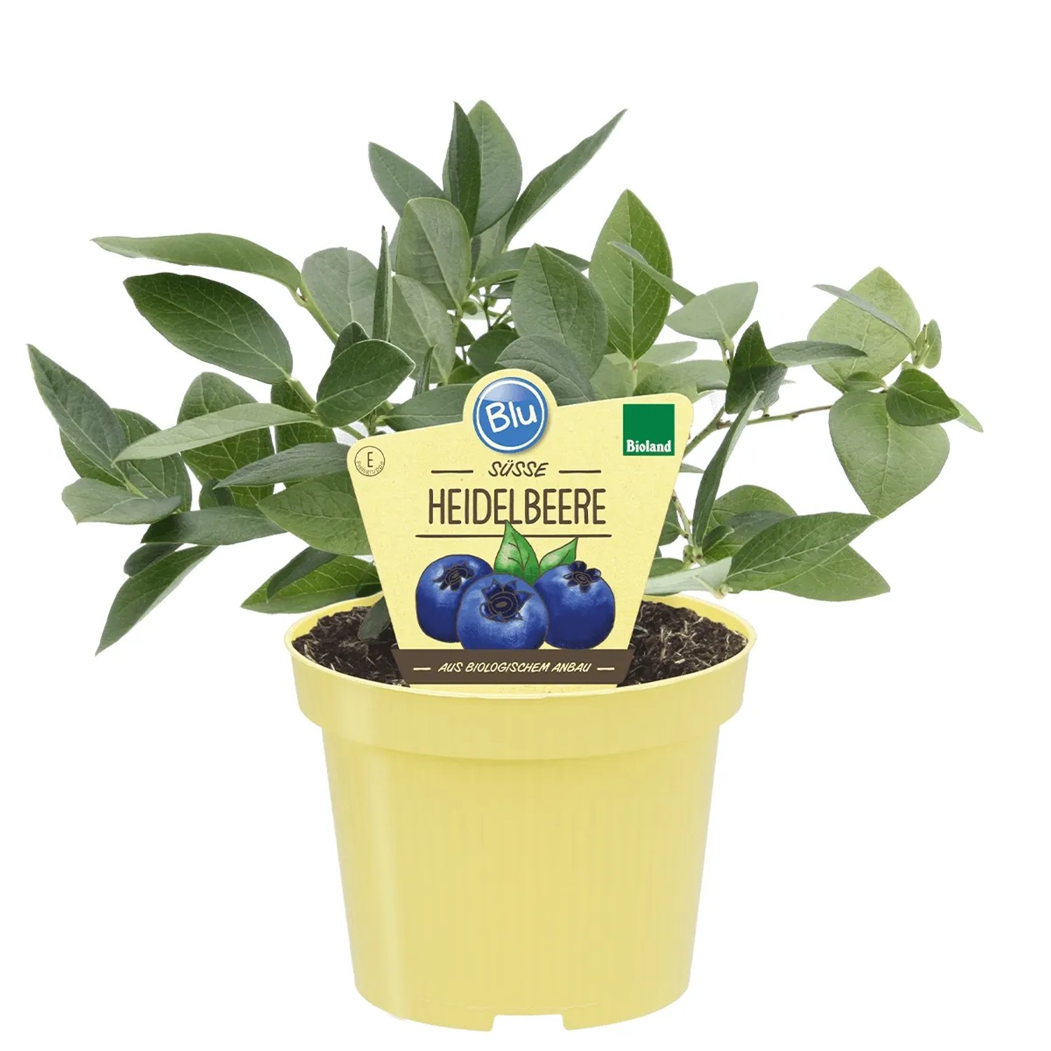 Blaubeer-Pflanze ‚Blue Crop‘ – Amerikanische Heidelbeere | Im 20-cm-Topf, Ca. 50–100 Cm Hoch | Aus Italien
