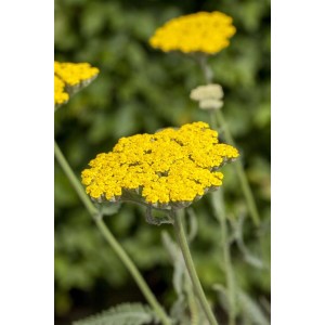 Nahaufnahme der leuchtend gelben Blütendolde der Schafgarbe 'Coronation Gold' im 9x9 cm Topf.