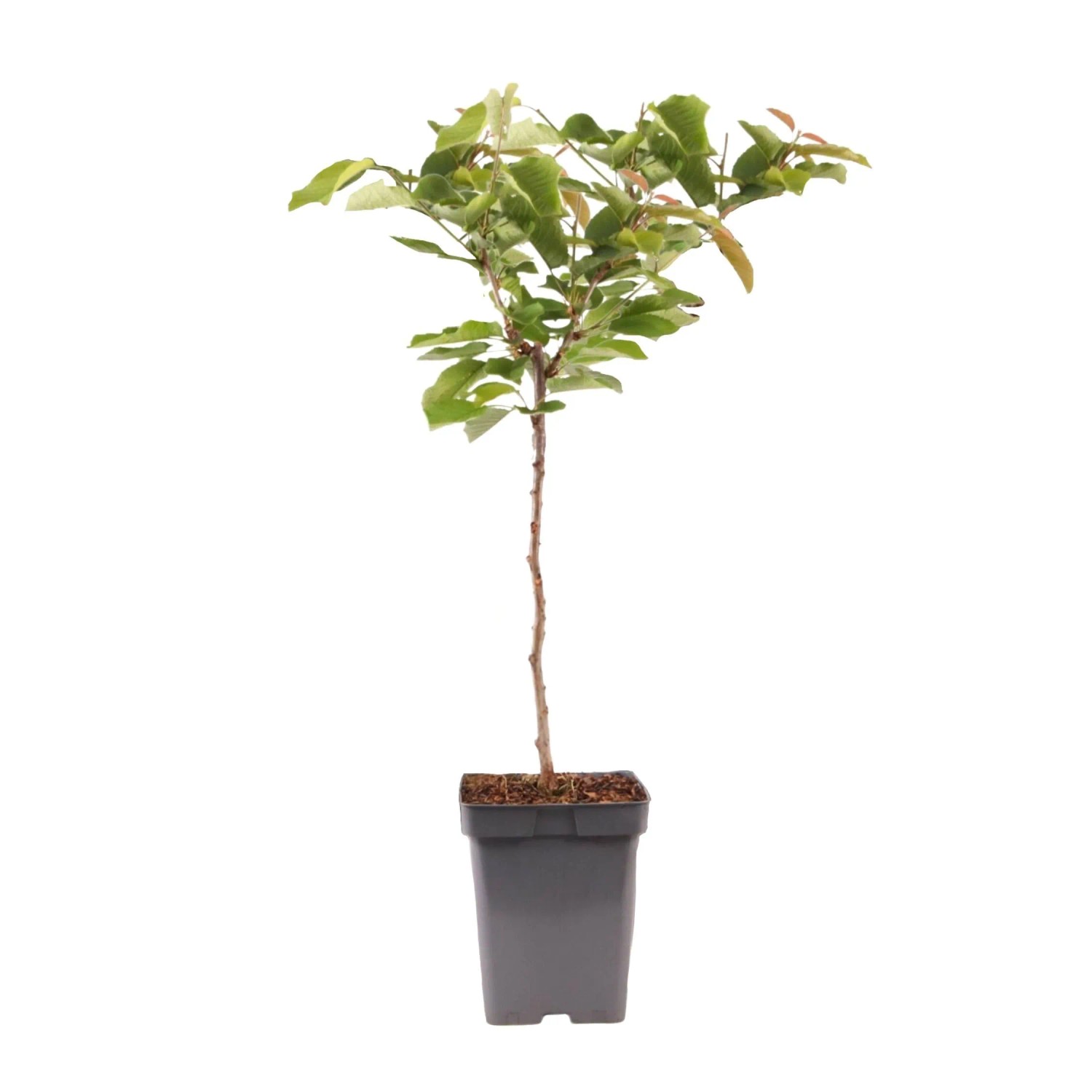 Plant In A Box Kirschbaum  Prunus Avium Höhe 90cm Ø23 Weiß