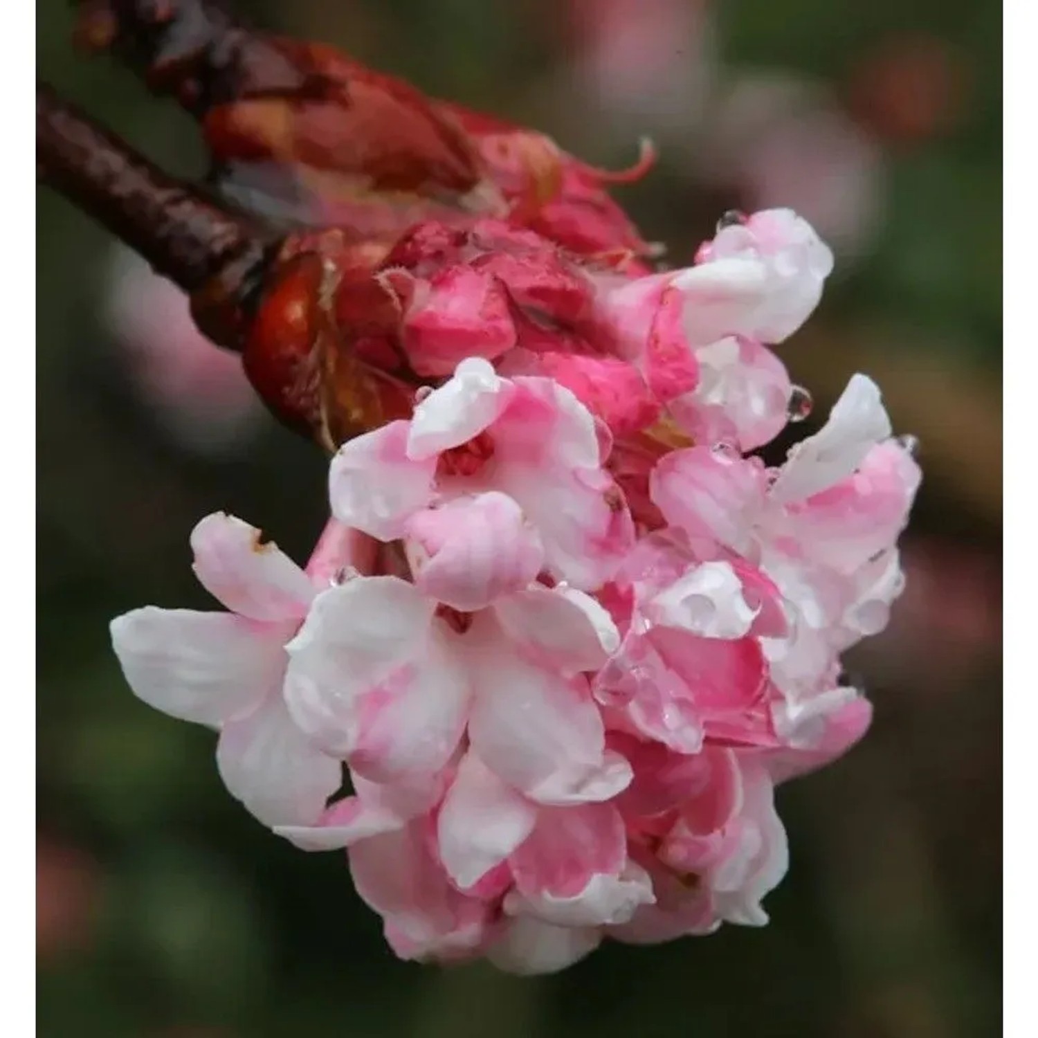 Winterschneeball Dawn 125-150cm - Viburnum bodnantense