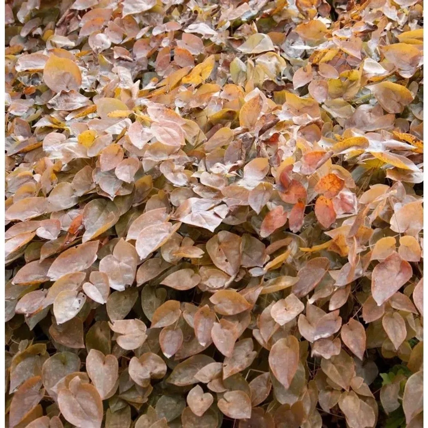 Algerische Elfenblume - Epimedium perralderianum