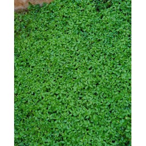 Nahaufnahme des grünen, dichten Bewuchses von Callitriche Palustris (Wassersternchen) im 9x9 cm Topf.