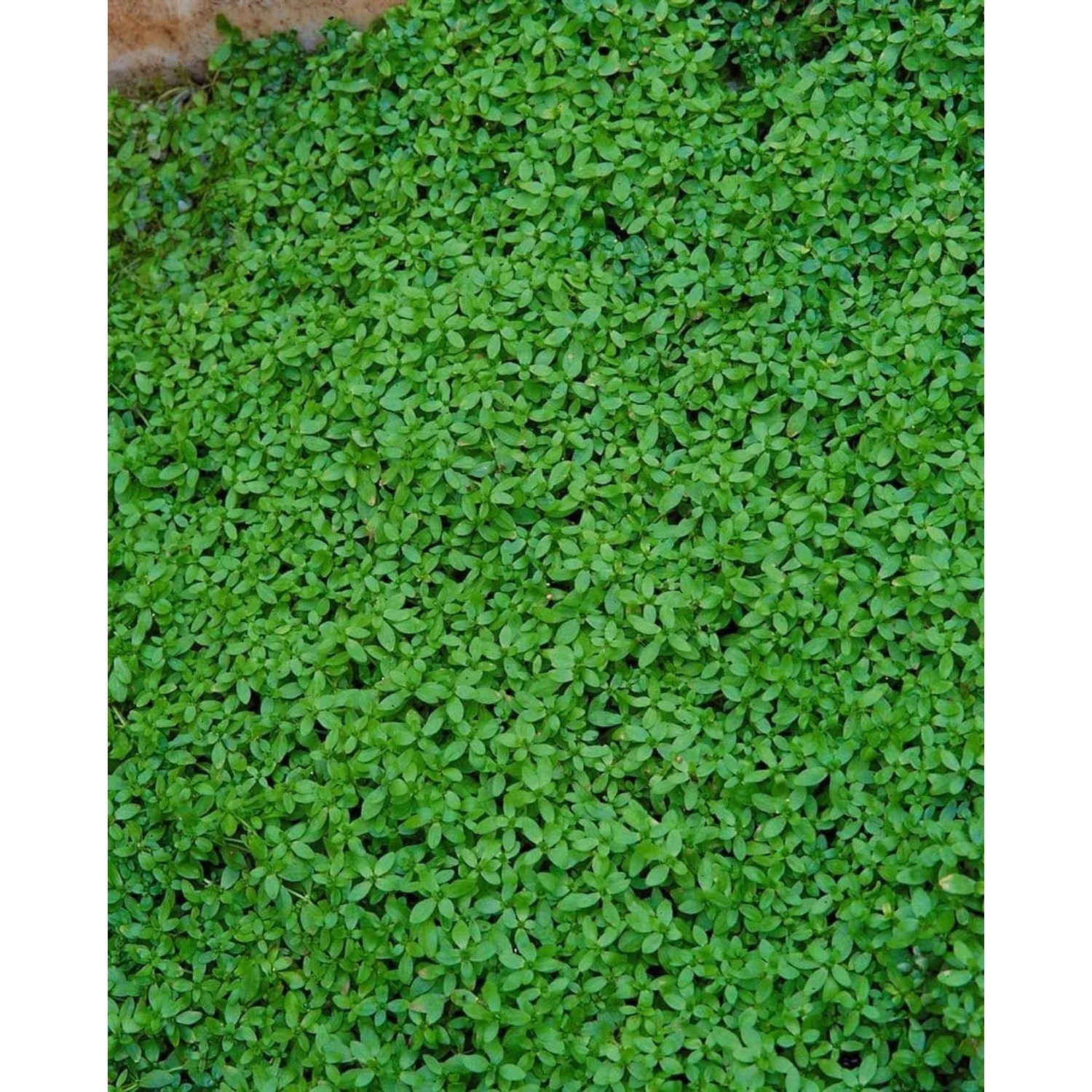 Nahaufnahme des grünen, dichten Bewuchses von Callitriche Palustris (Wassersternchen) im 9x9 cm Topf.