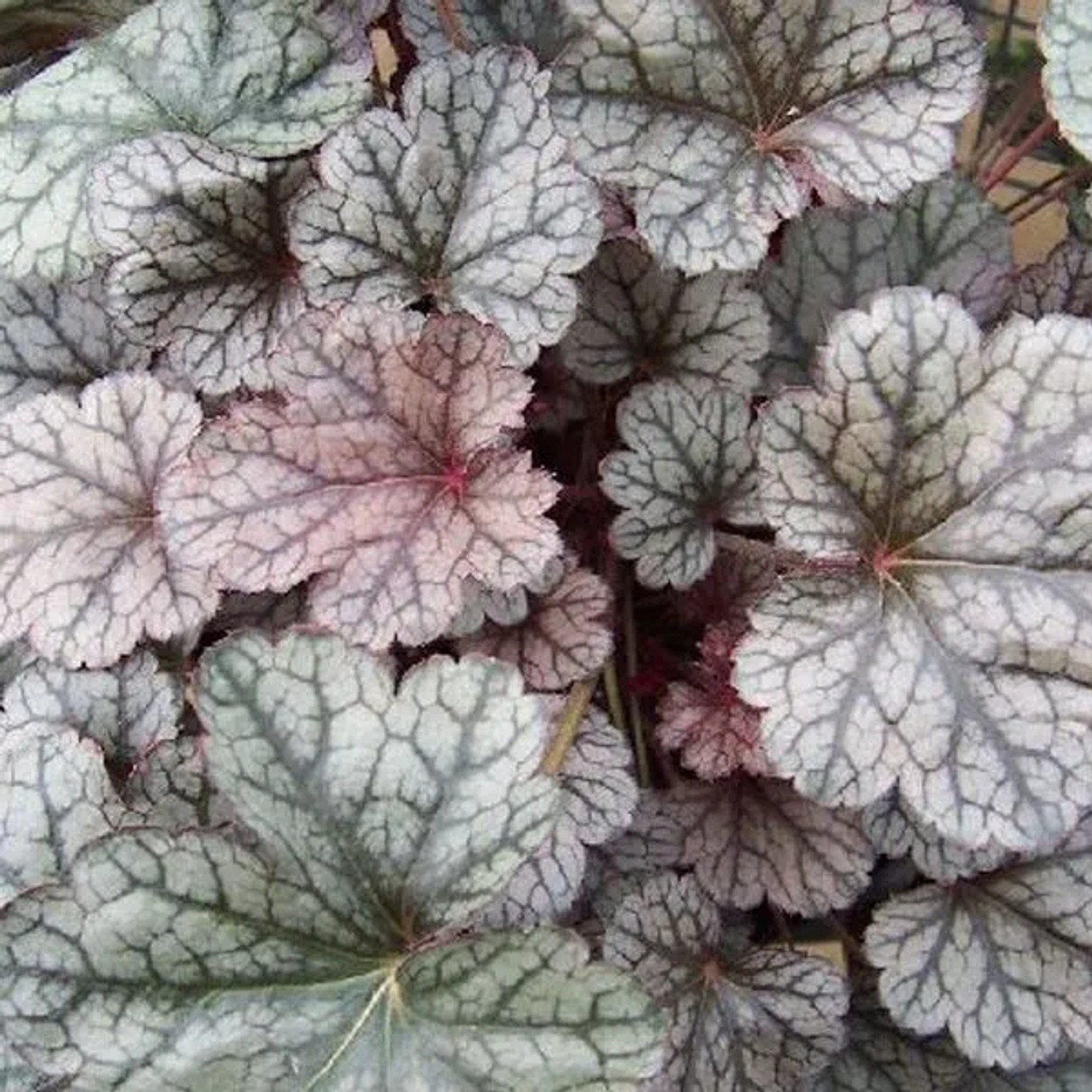 6 x Purpurglöckchen 'Silver Scrolls' Heuchera Topf 9cm Silber Gezeichnetes Laub