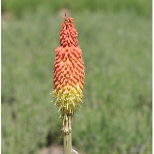Fackellilie 'Royal Castle': Orange-gelbe Blüte der Kniphofia uvaria Staude.