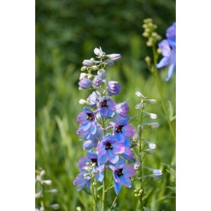 Blauer Delphinium Rittersporn 'Morgentau' im Topf, eine attraktive Staude für sonnige Standorte.