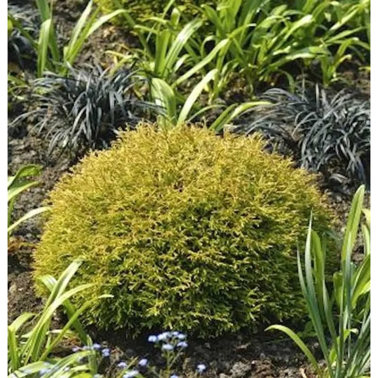 Lebensbaum Anniek 20-25cm - Thuja occidentalis Anniek