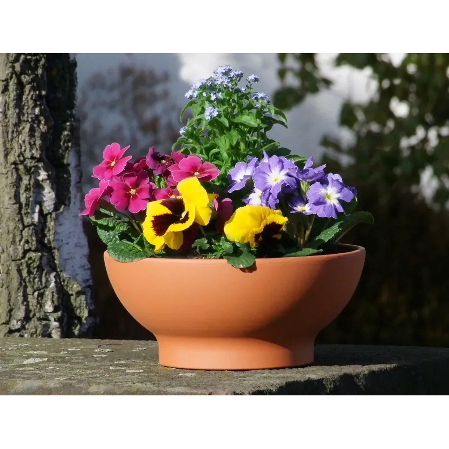 Terrakotta Pflanzschale Wave (Ø 26 cm) mit bunten Blumen bepflanzt.