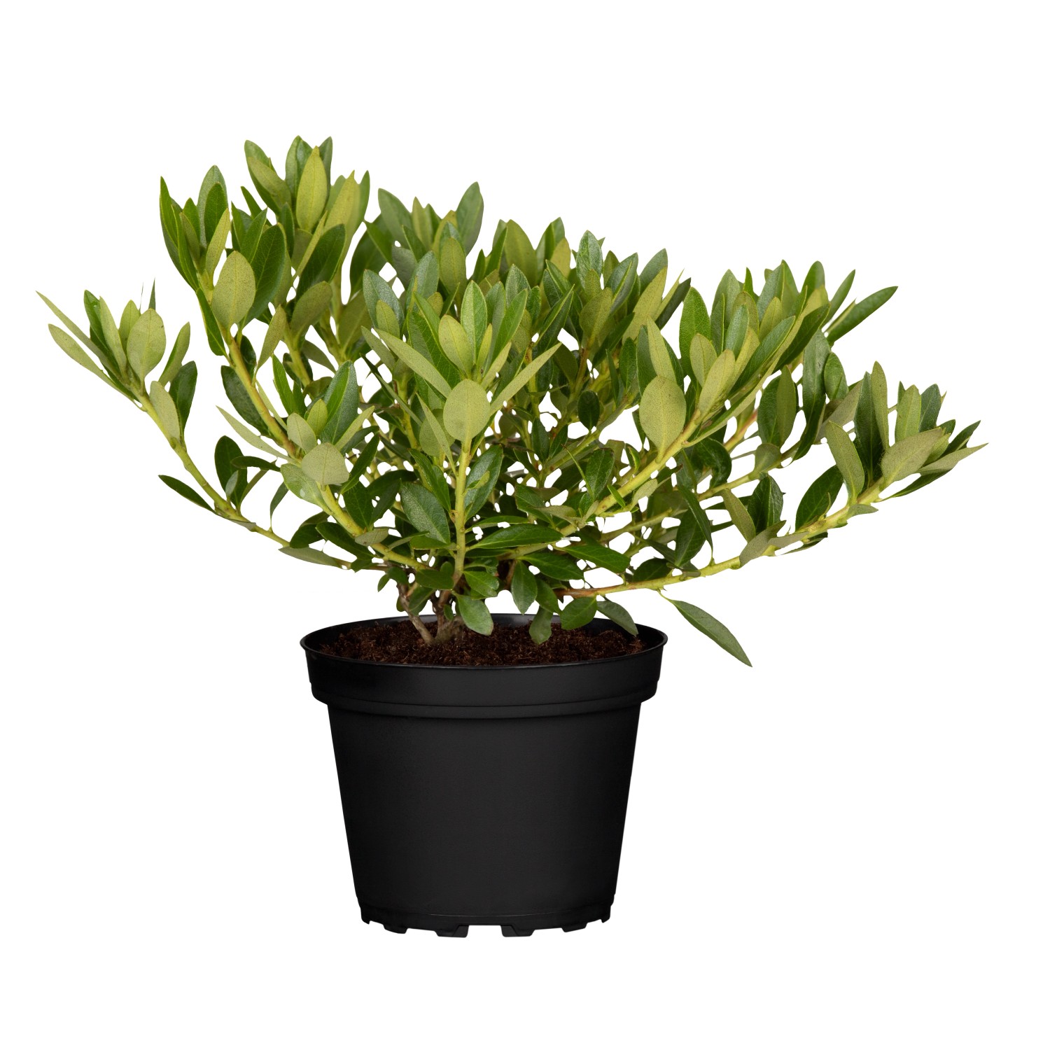 GROW by OBI Rhododendron Bloombux Rosa Höhe ca. 5 - 10 cm Topf 2 l Rhododen günstig online kaufen