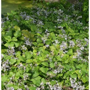 Blühende Staudenclematis Praecox (Clematis jouiniana) mit grünen Blättern.