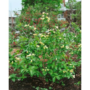 Weigelie Middendorffiana mit gelben Blüten, 60-100 cm hoch, im Gartenbeet.